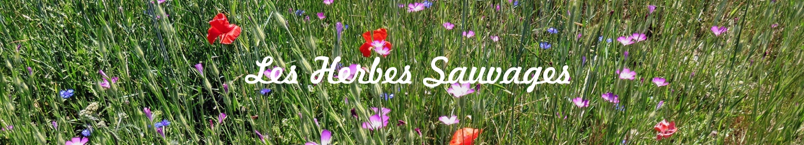logo les-herbes-sauvages